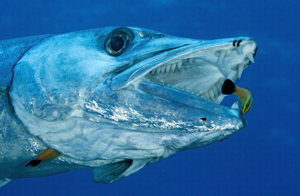 Barracuda Fish