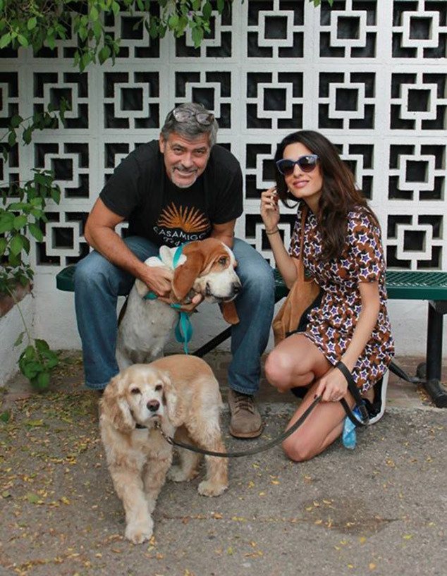 George Clooney adopts a dog