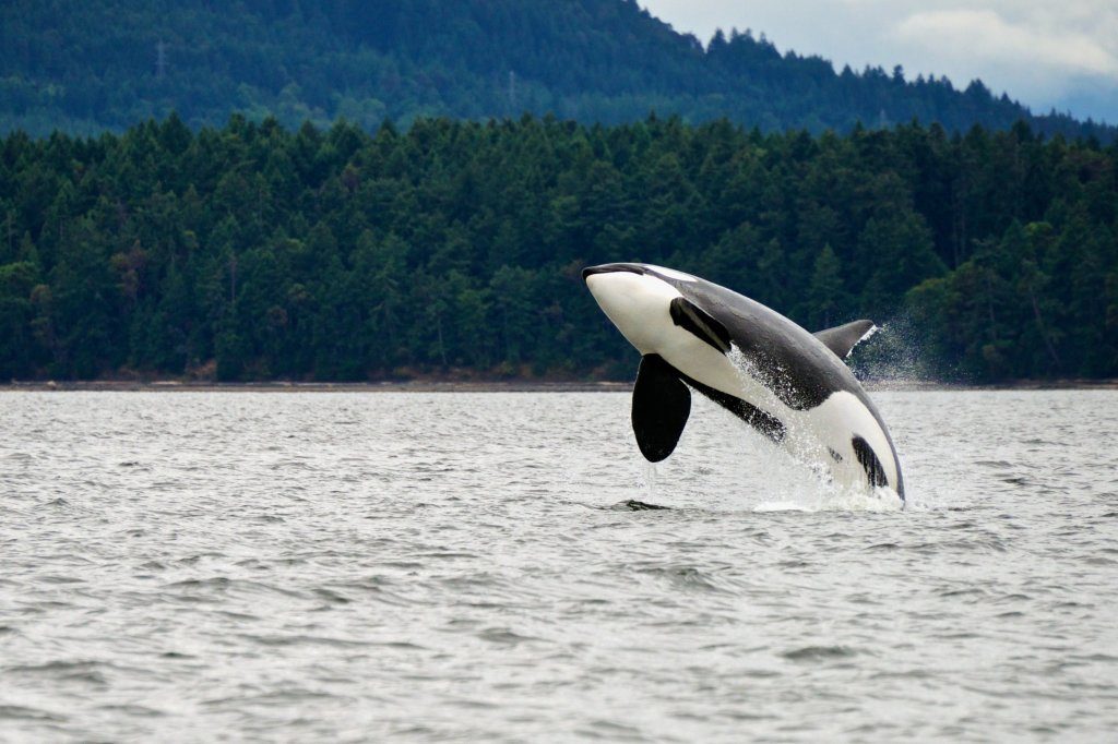 Killer Whale Breaching Near Canadian Coast