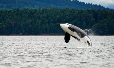 Killer Whale Breaching Near Canadian Coast