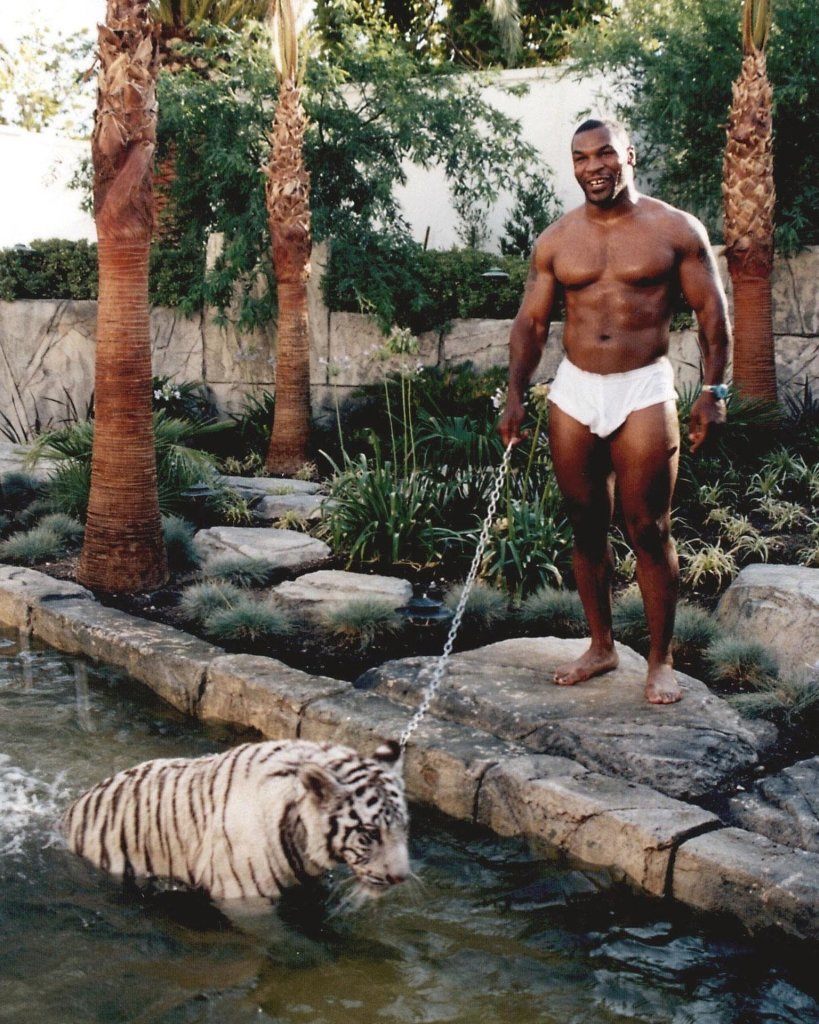 Mike Tyson tigers