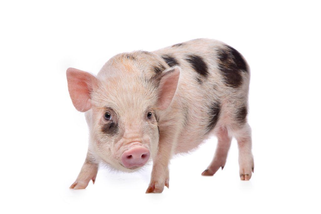 Pink With Black Spots Miniature pig