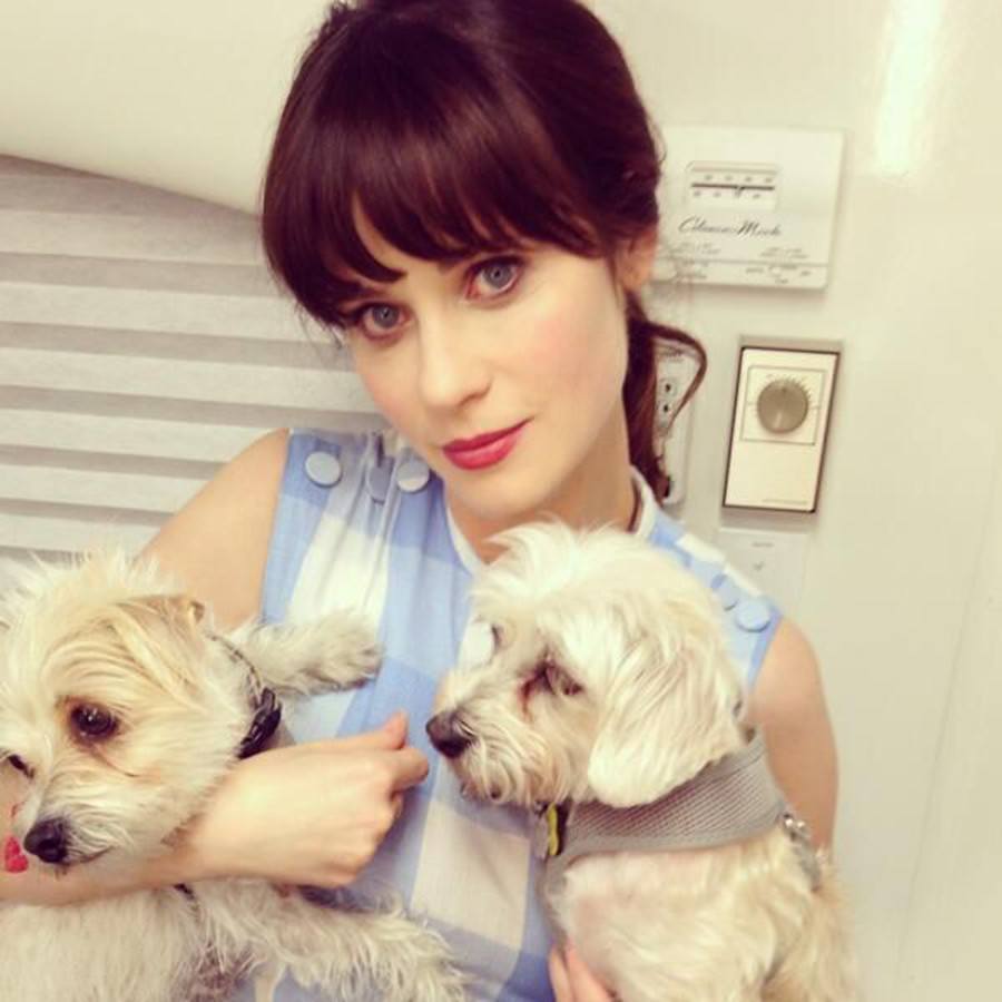 Zooey Deschanel and rescue dogs