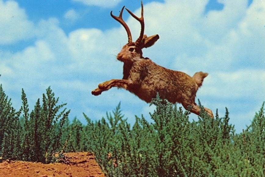 Jackalope