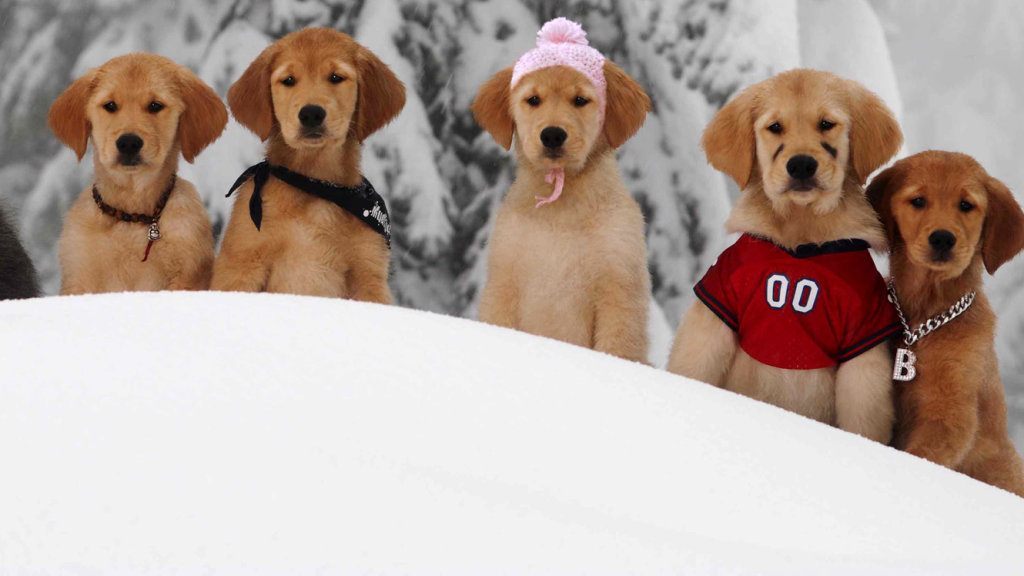 snow buddies