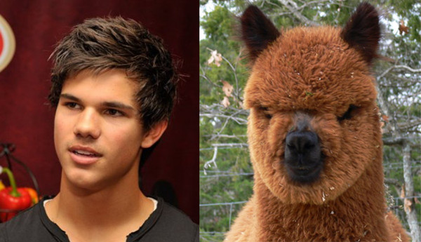 taylor lautner