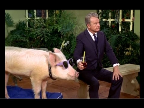 pig on green acres