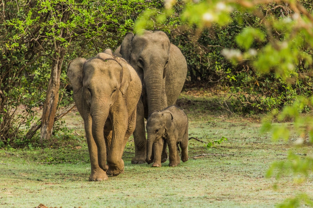 Elephants