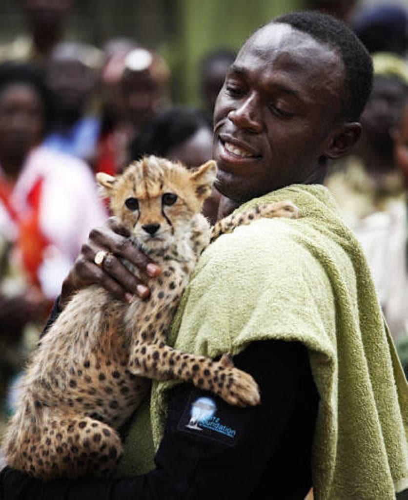 usain bolt cheetah