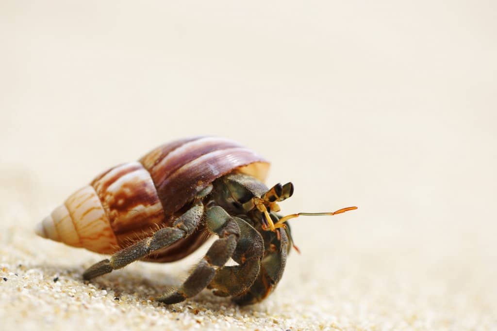 hermit crab